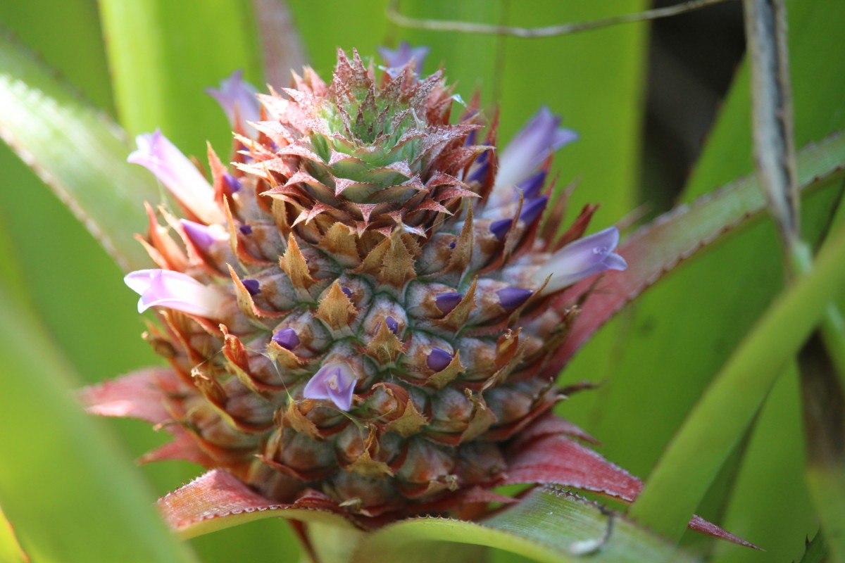 Bromeliaceae