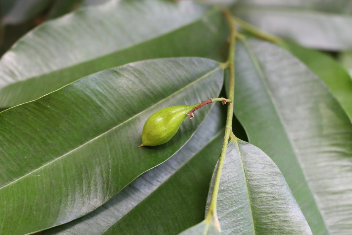 Thymelaeaceae