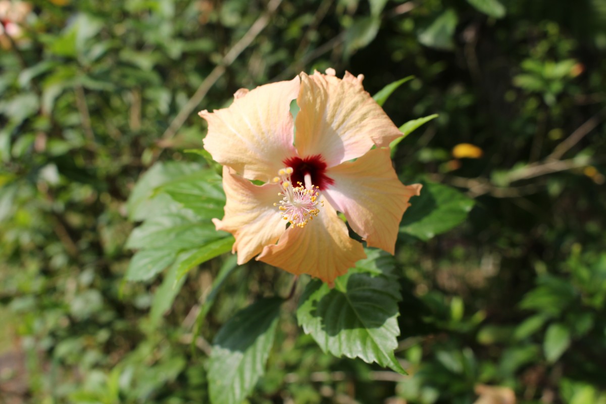 Malvaceae