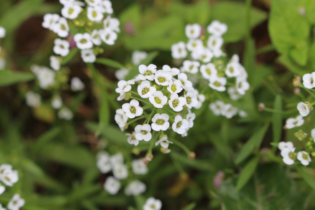 Brassicaceae