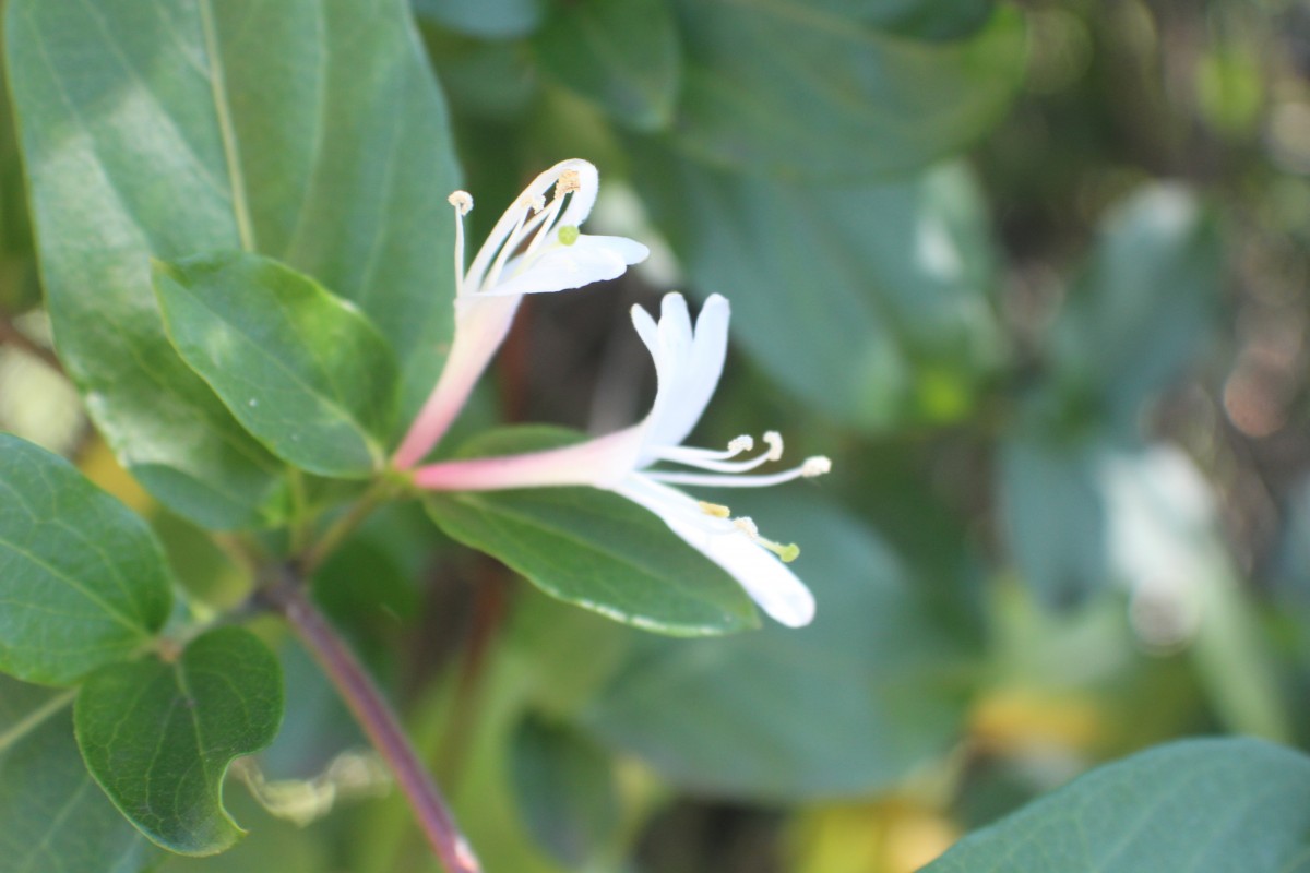 Caprifoliaceae