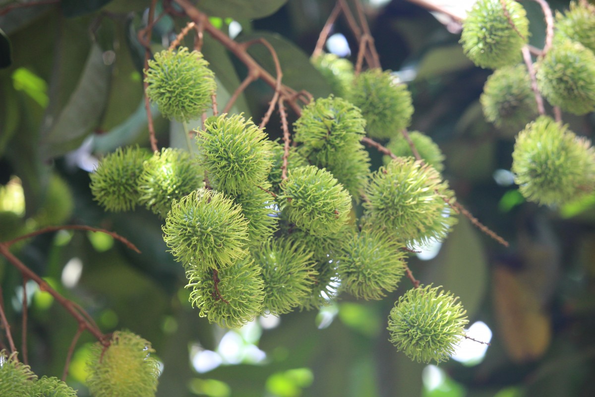 Sapindaceae