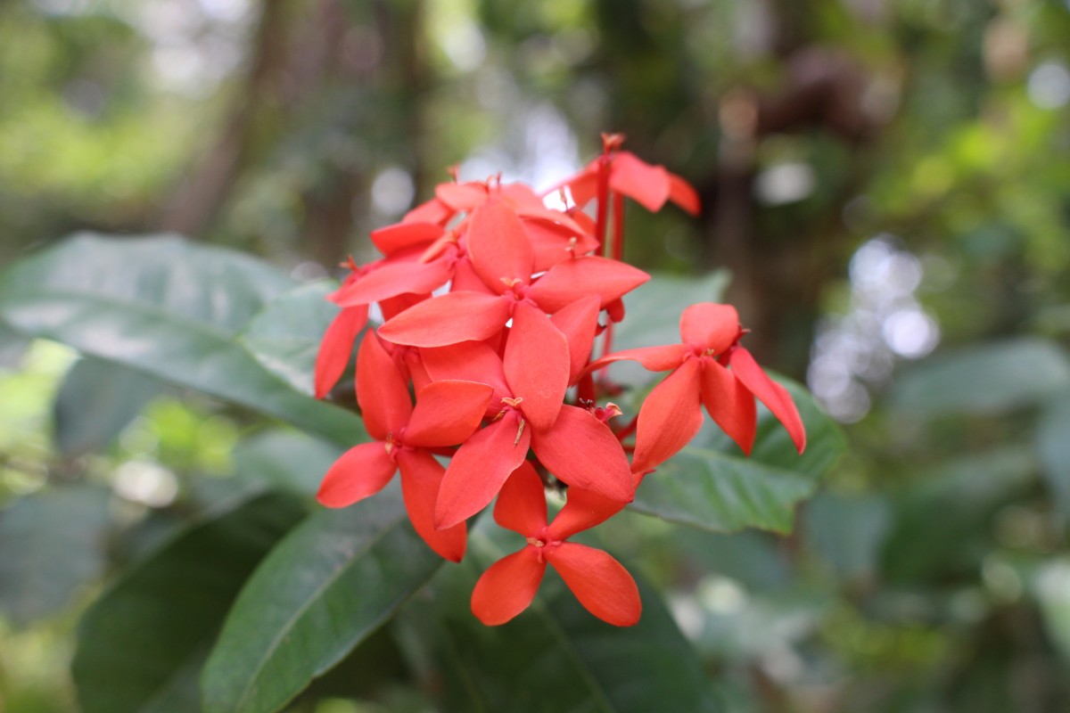 Rubiaceae