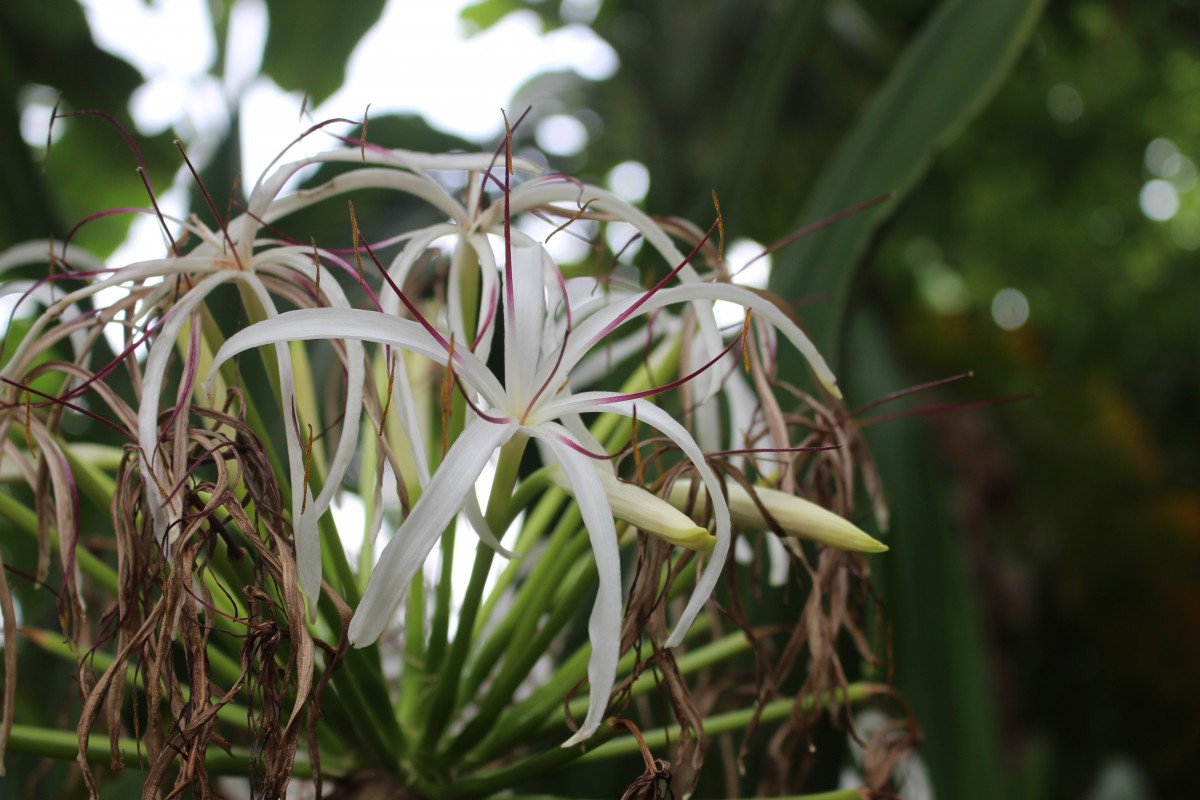 Amaryllidaceae