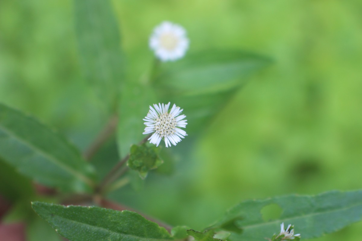 Asteraceae