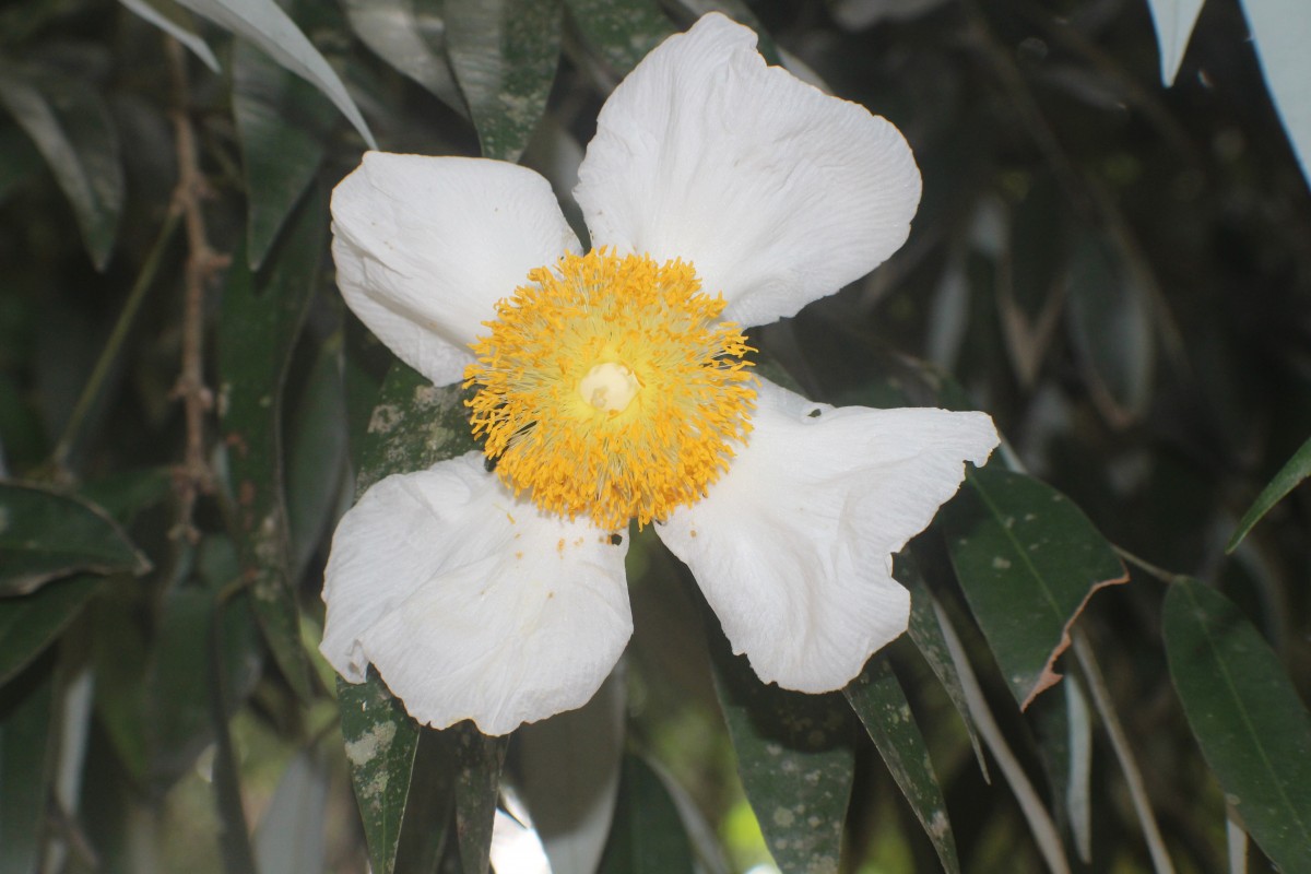 Calophyllaceae