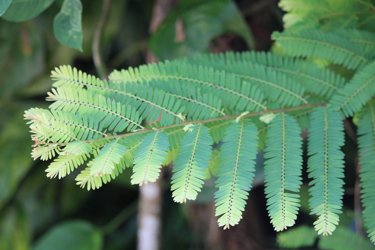 Phyllanthaceae