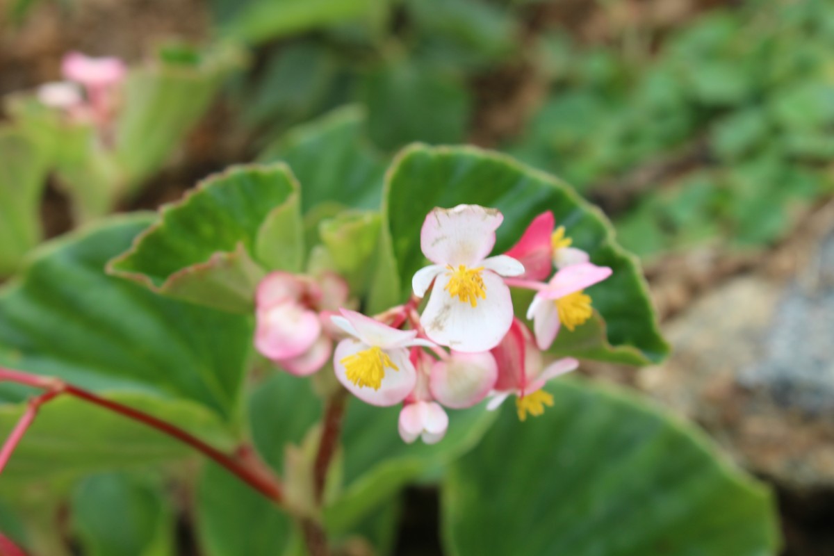 Begoniaceae