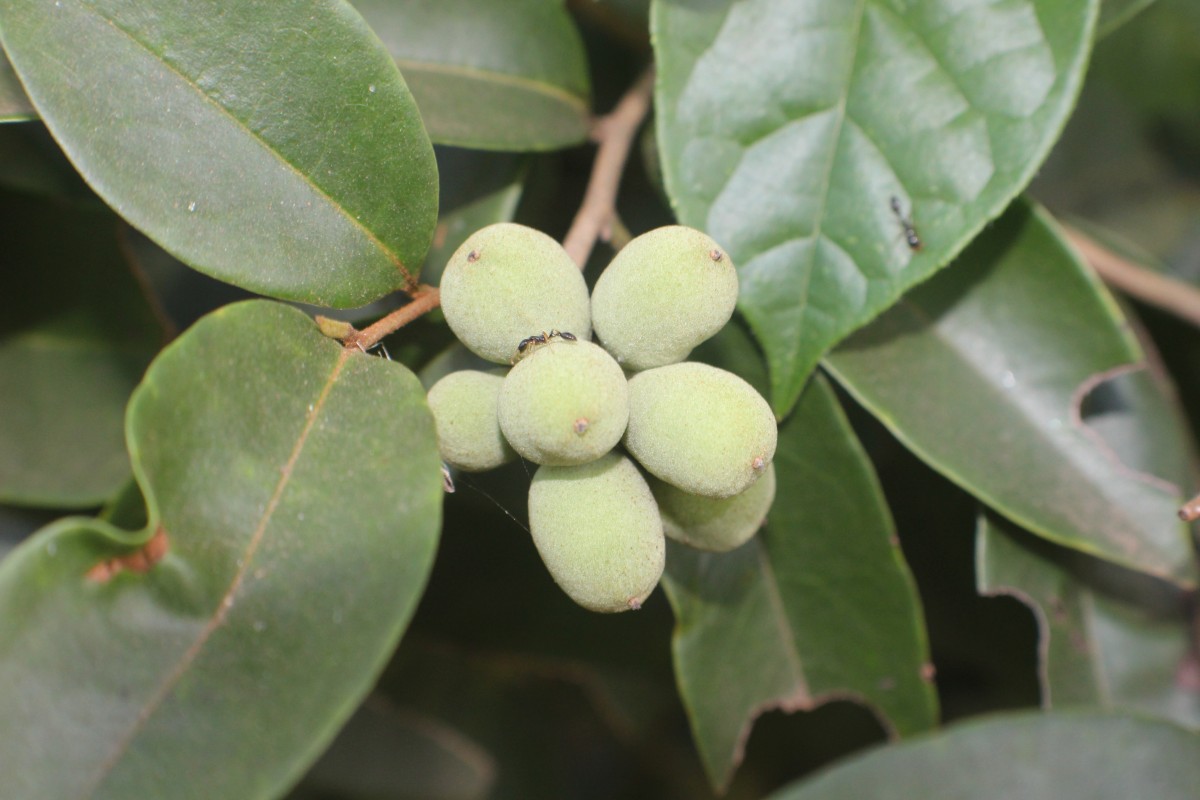 Annonaceae