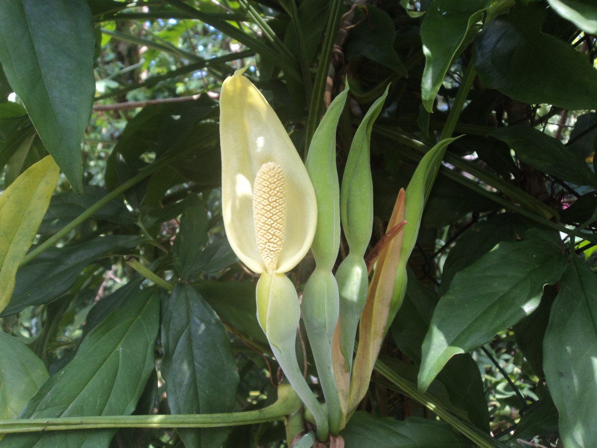 Araceae