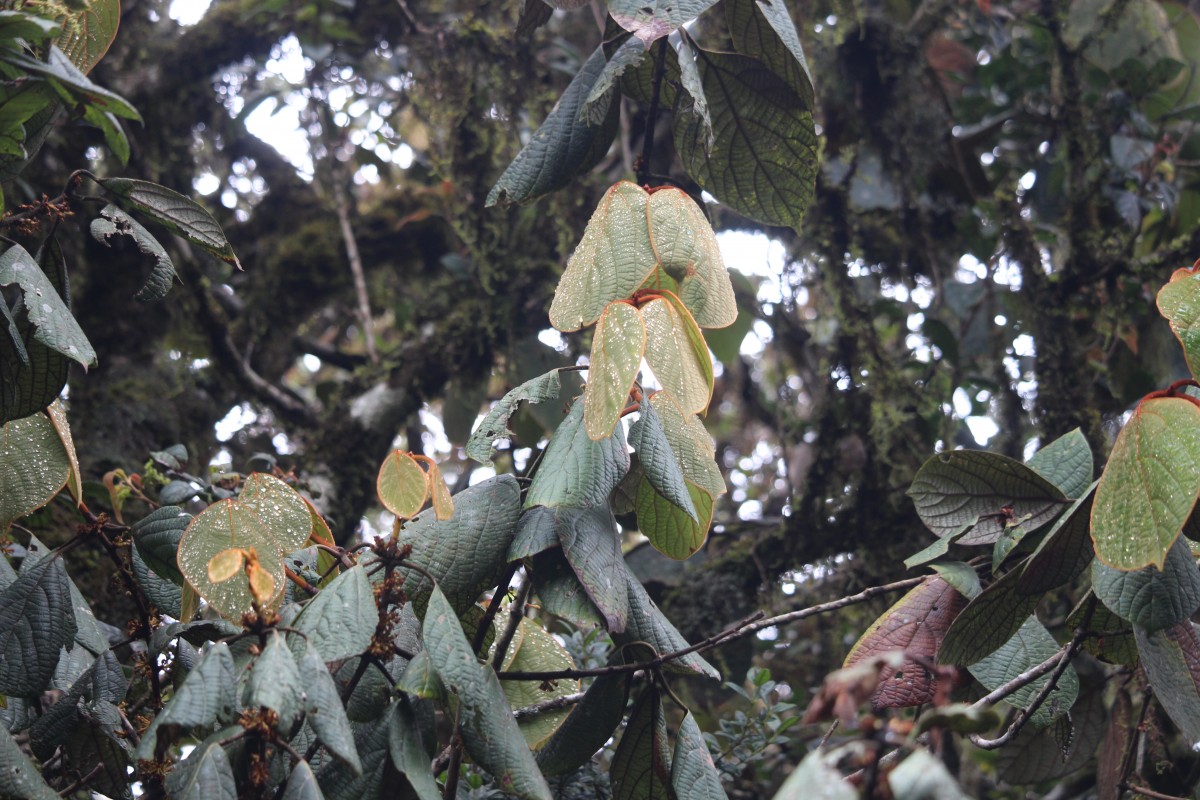 Lauraceae