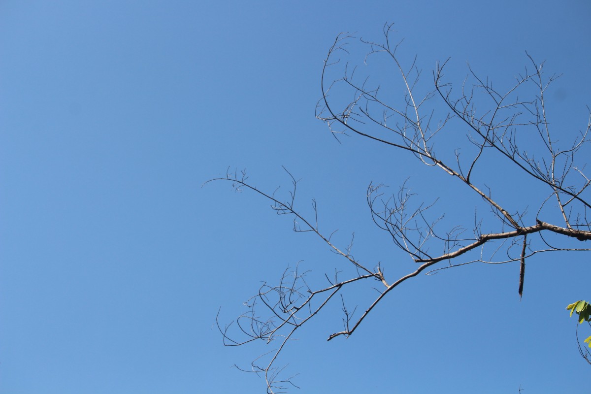 Balanophoraceae