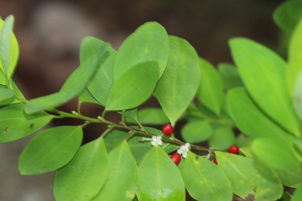 Erythroxylaceae