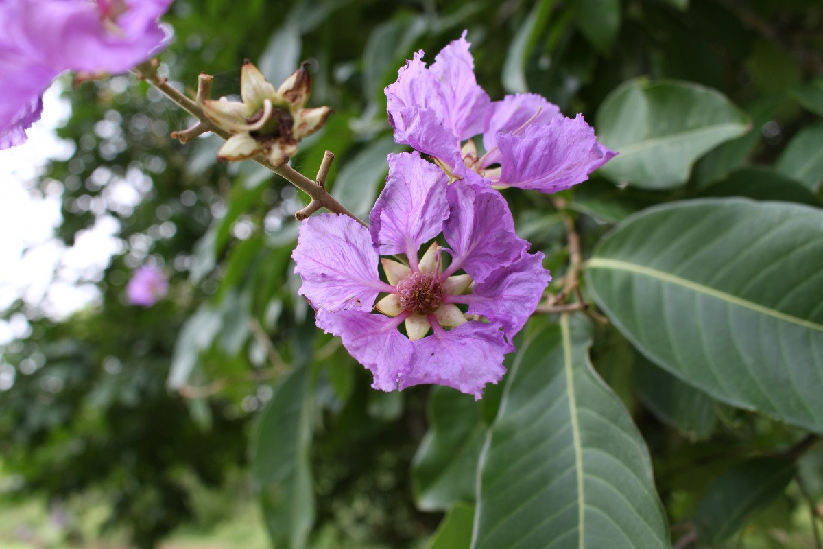 Lythraceae