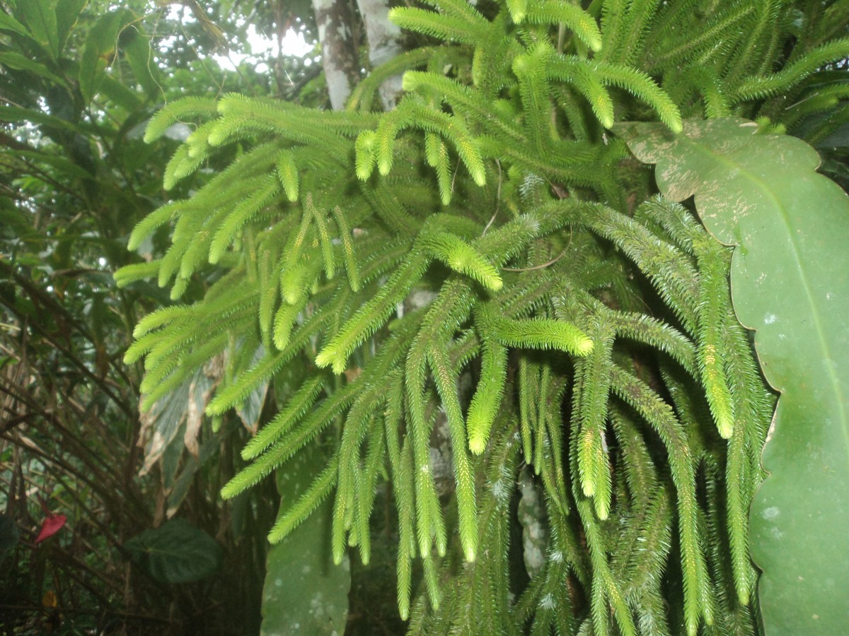 Lycopodiaceae