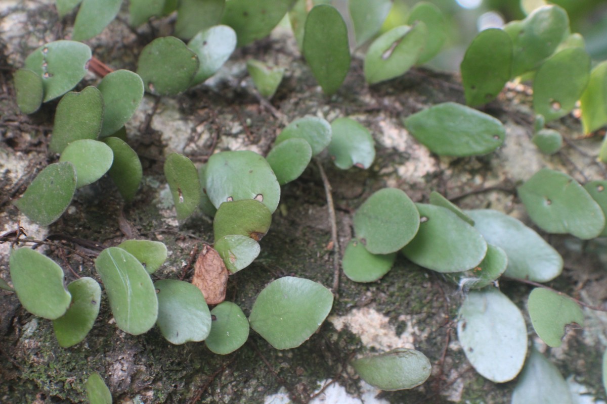 Polypodiaceae