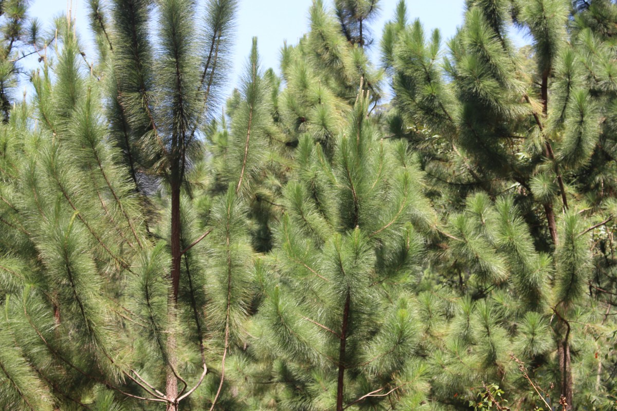 Pinaceae