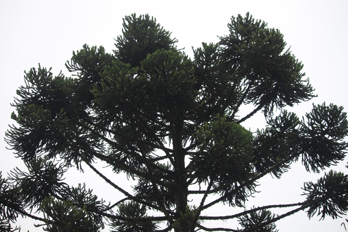 Araucariaceae