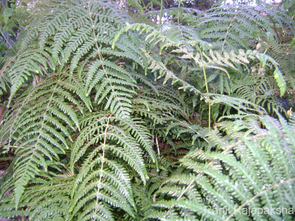 Dennstaedtiaceae