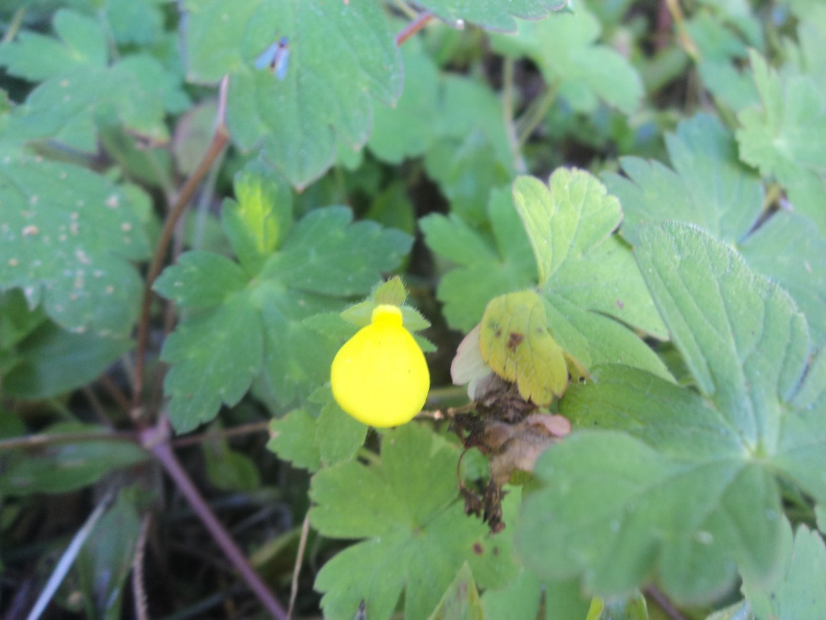 Calceolariaceae