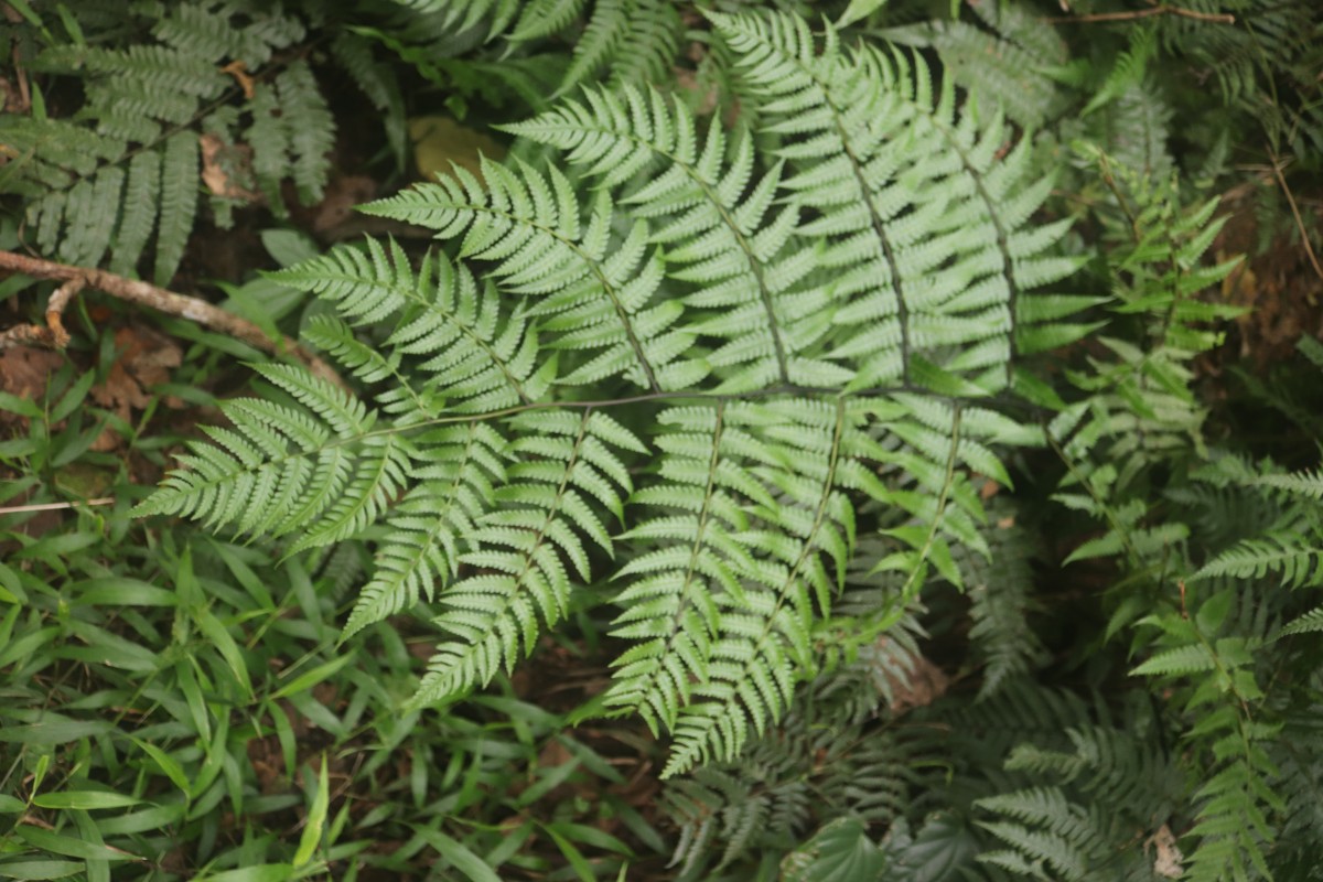 Athyriaceae