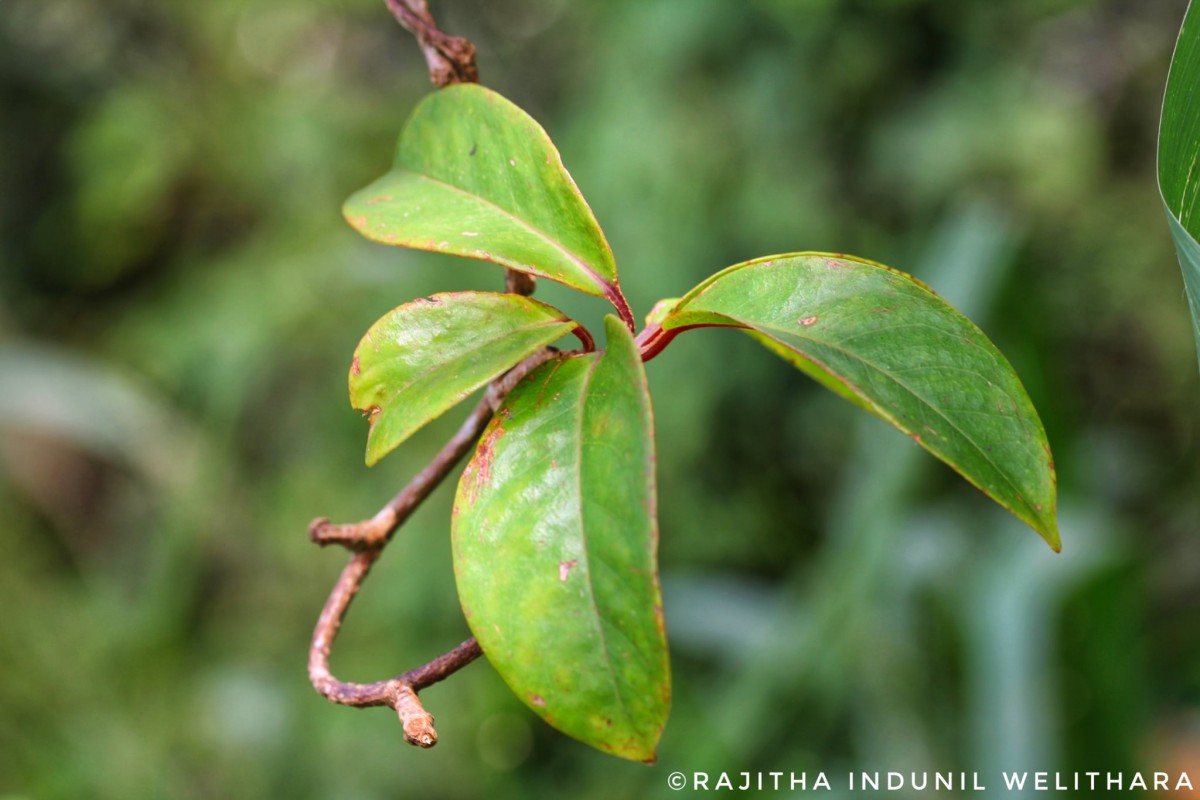 Schisandraceae