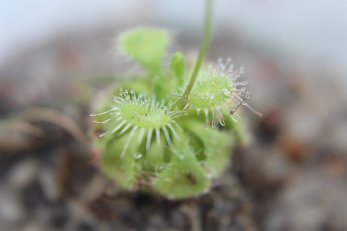 Drosera