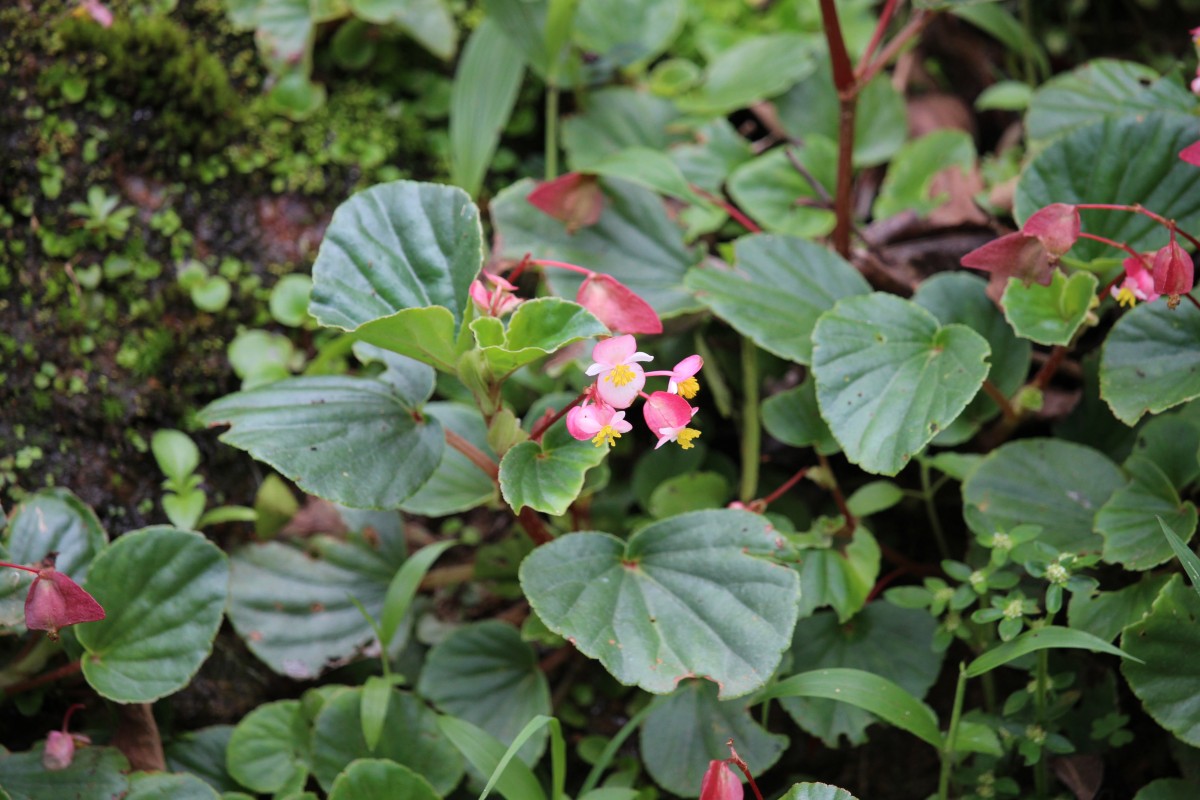 Begonia