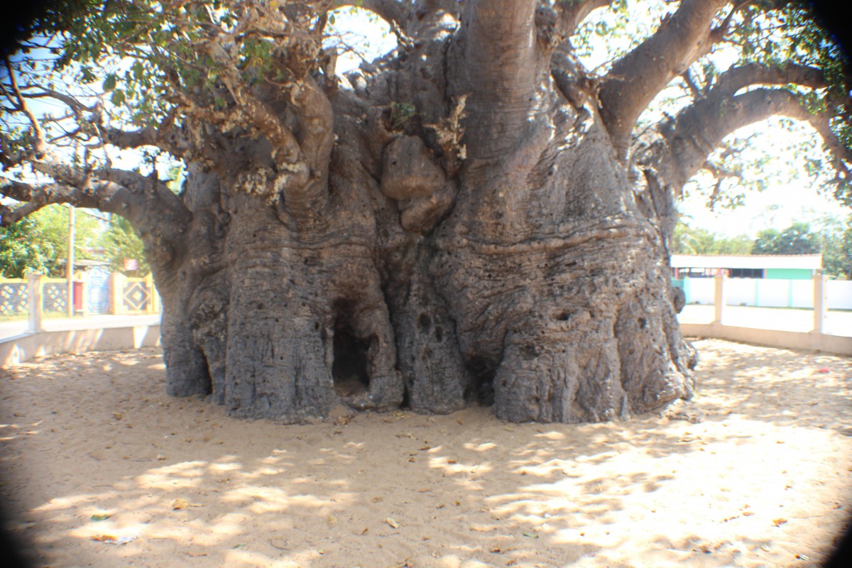 Adansonia