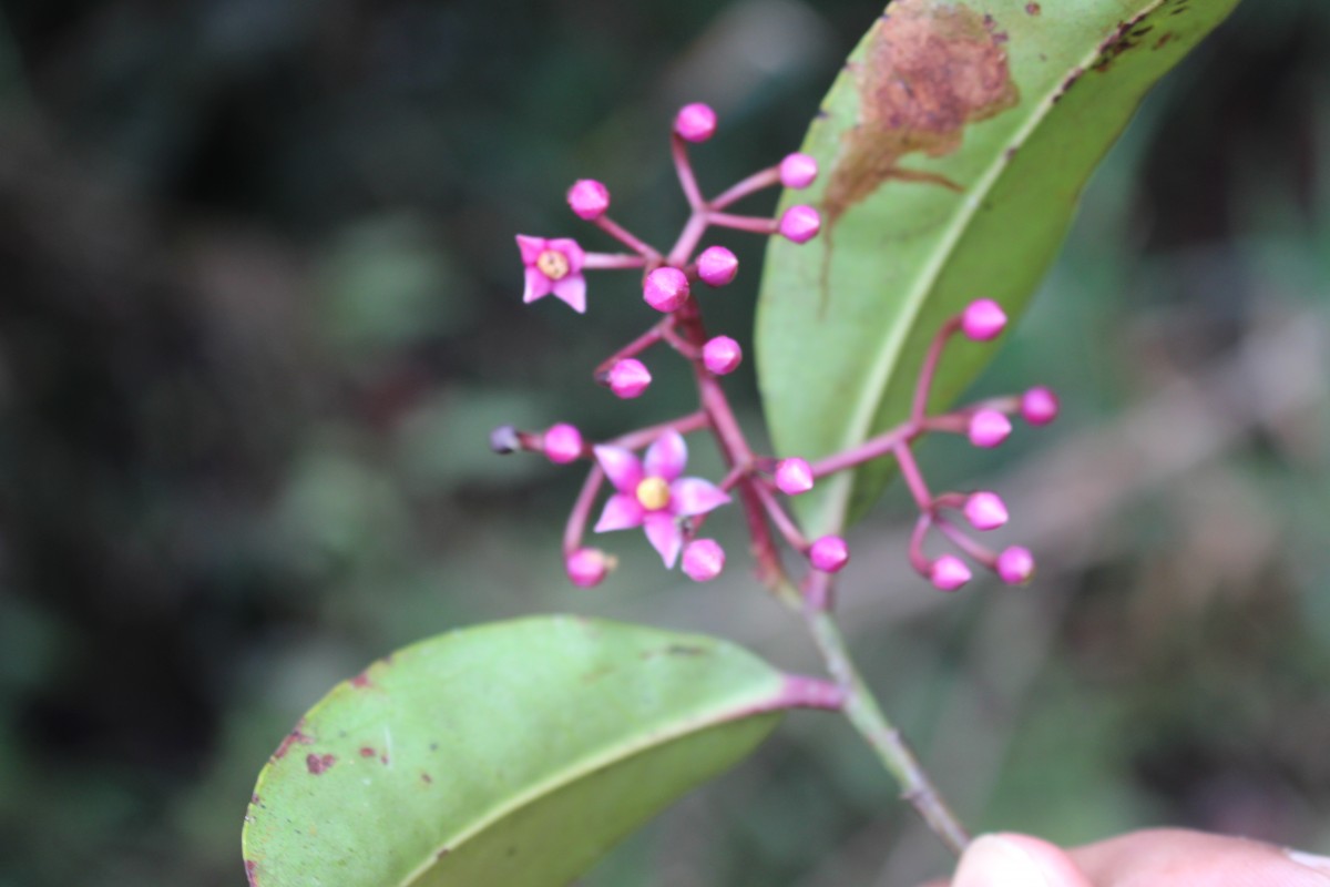 Ardisia