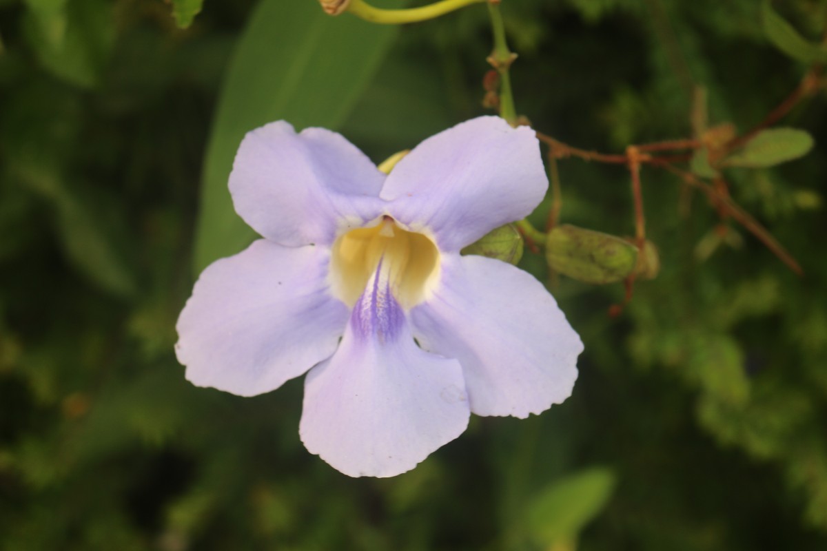 Thunbergia