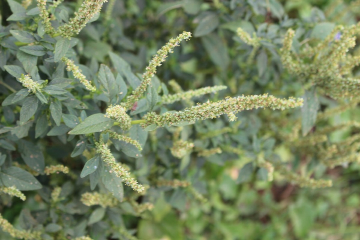 Amaranthus