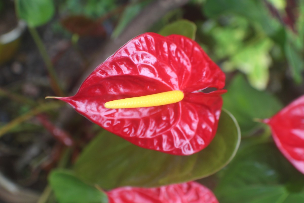 Anthurium