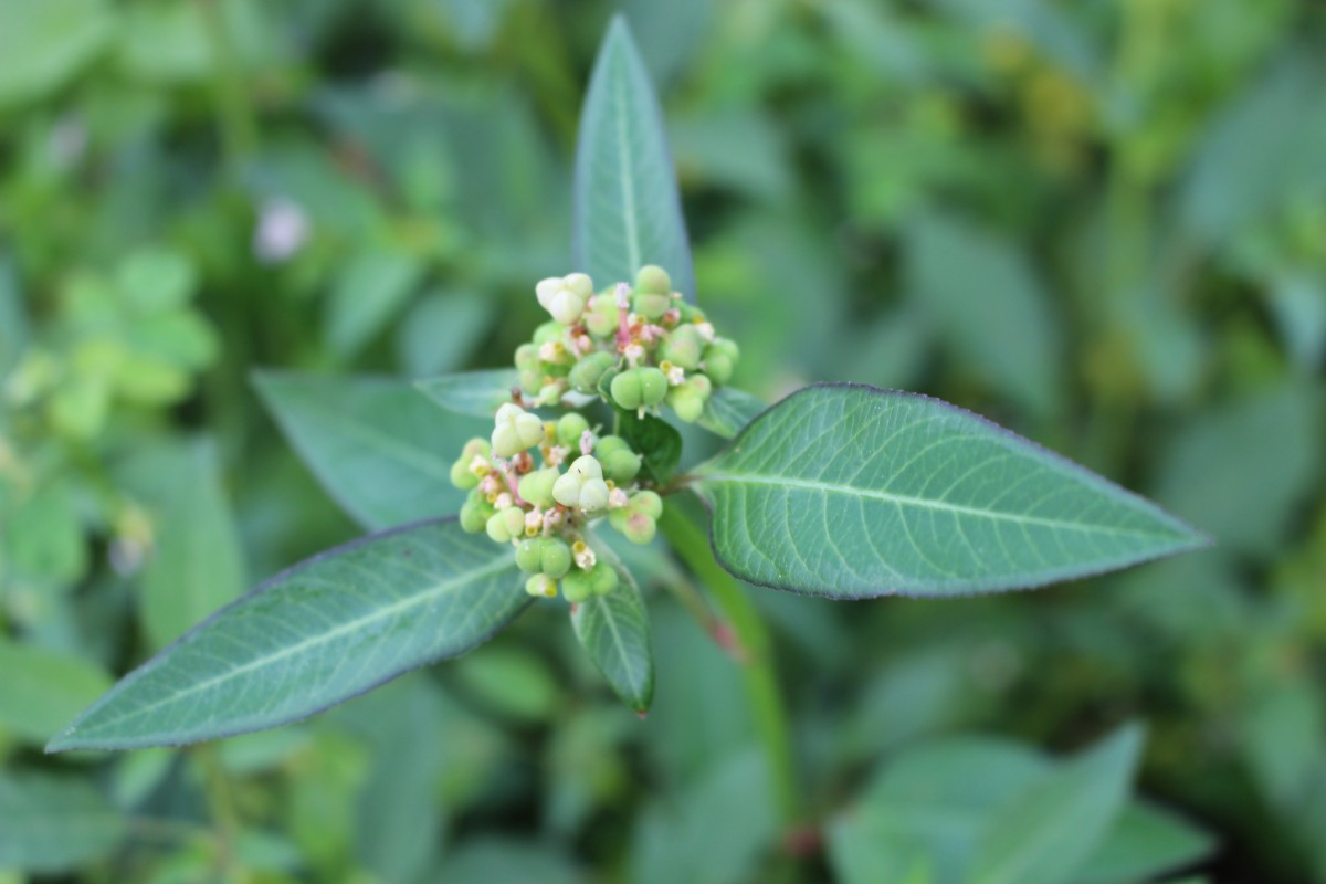 Euphorbia