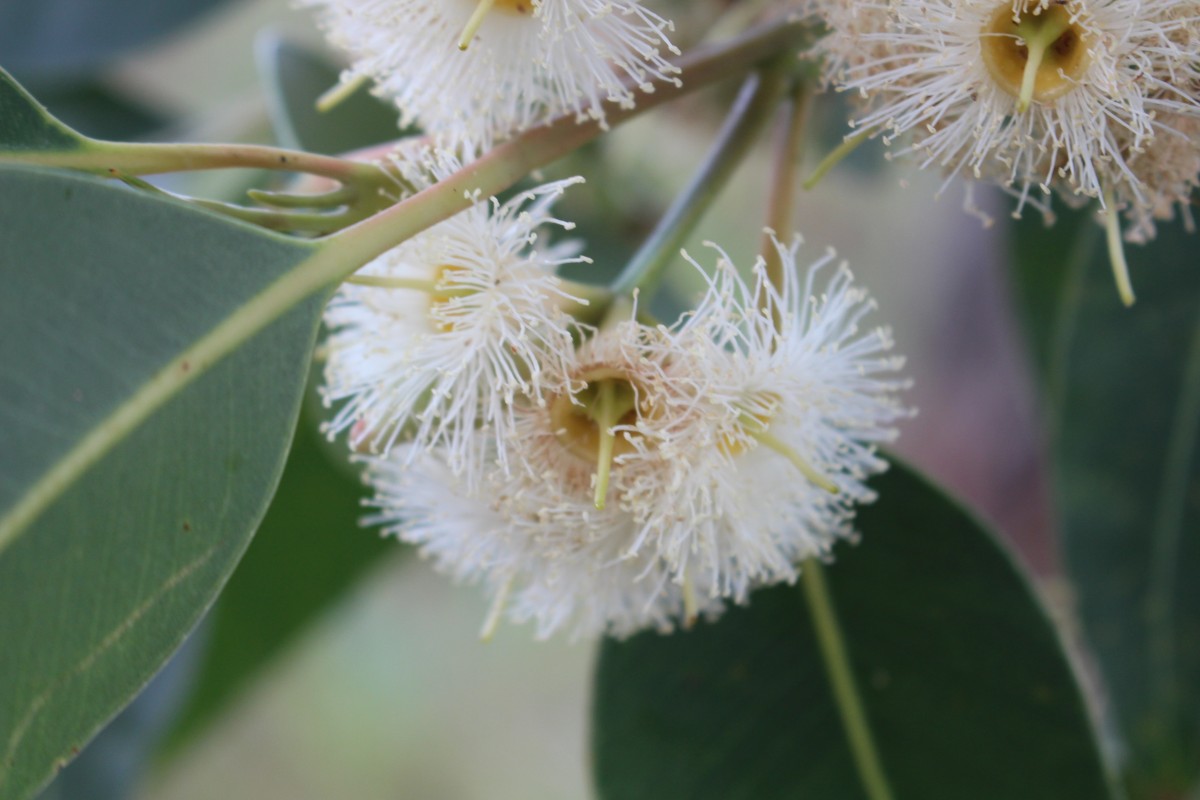 Eucalyptus