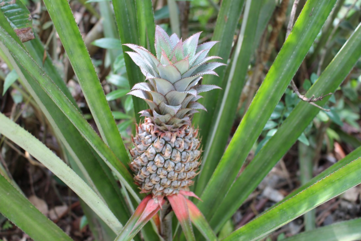 Ananas