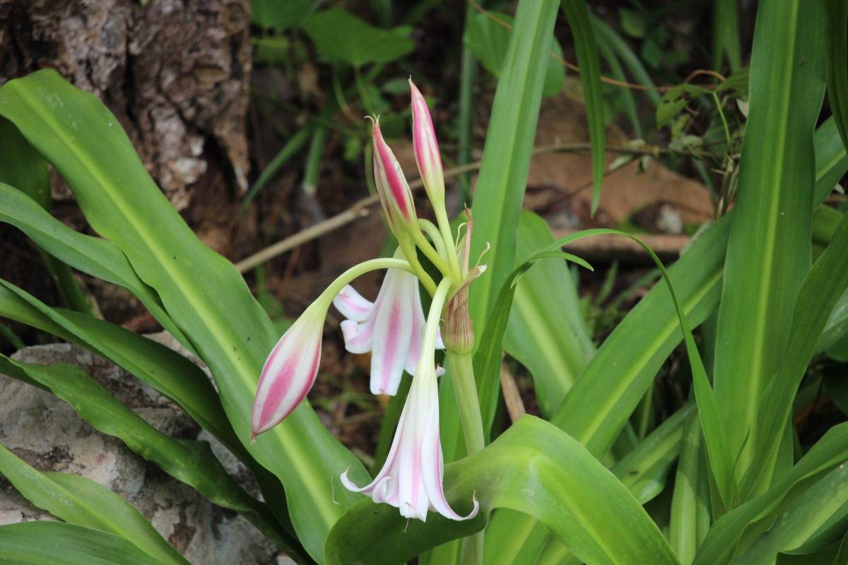 Crinum