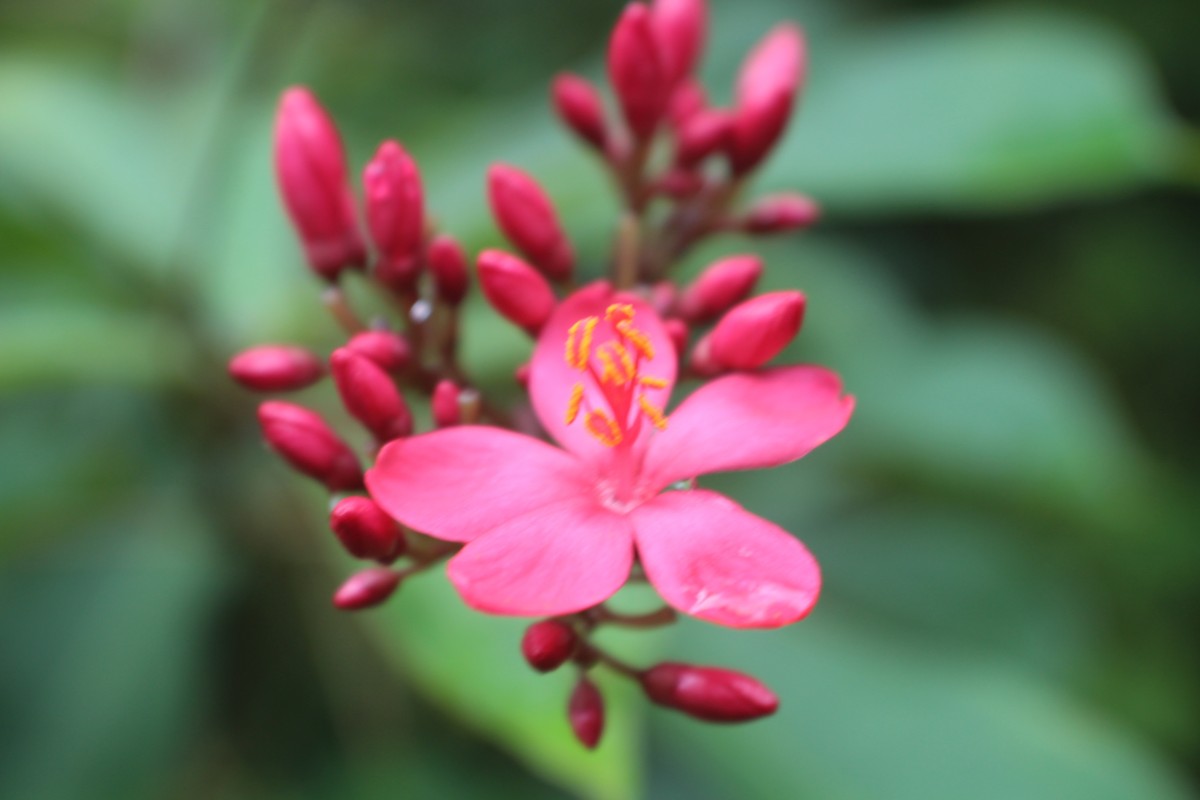 Jatropha