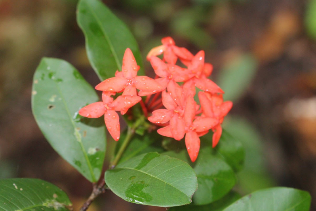 Ixora