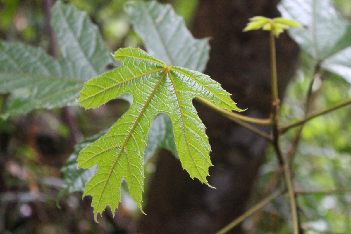 Trichadenia