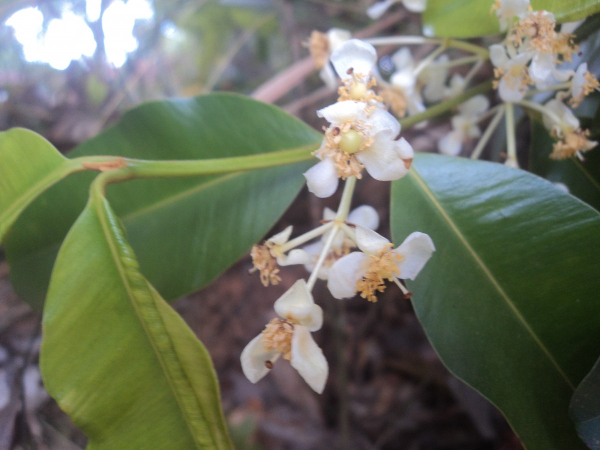 Calophyllum