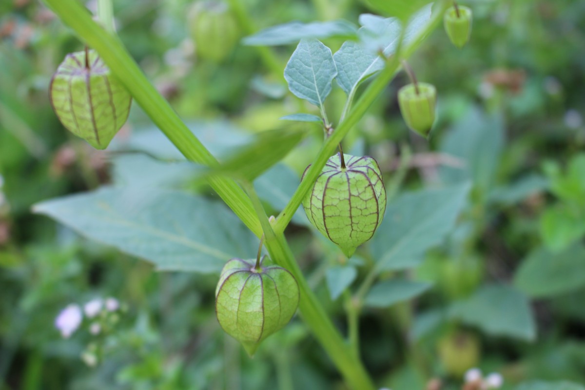 Physalis