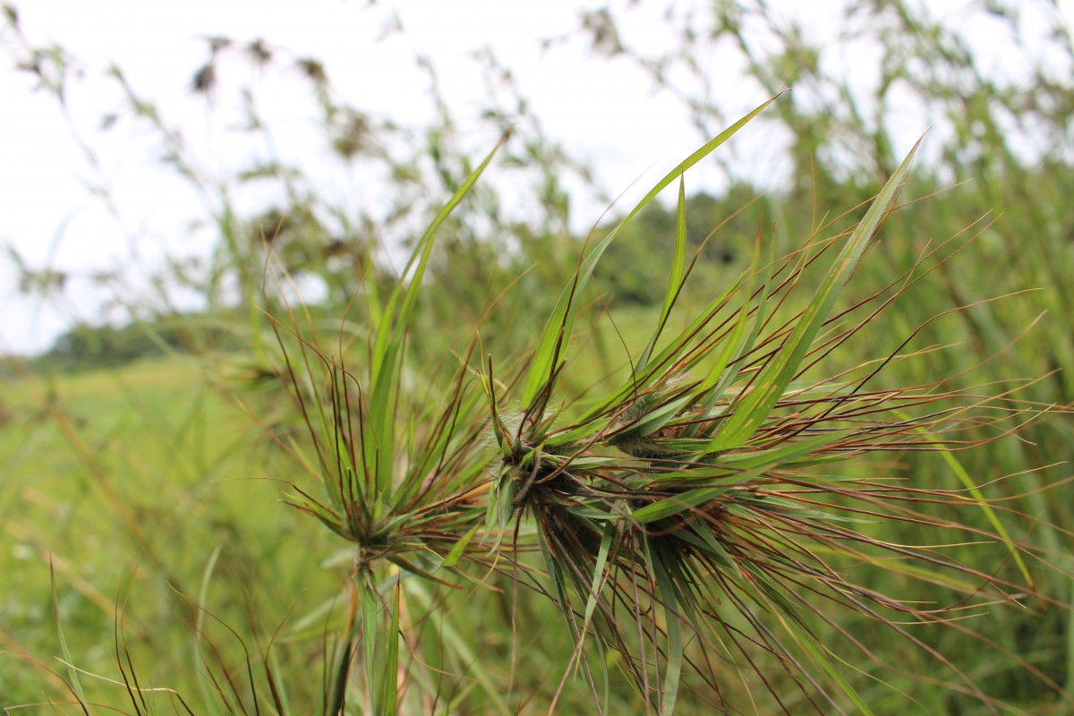 Themeda