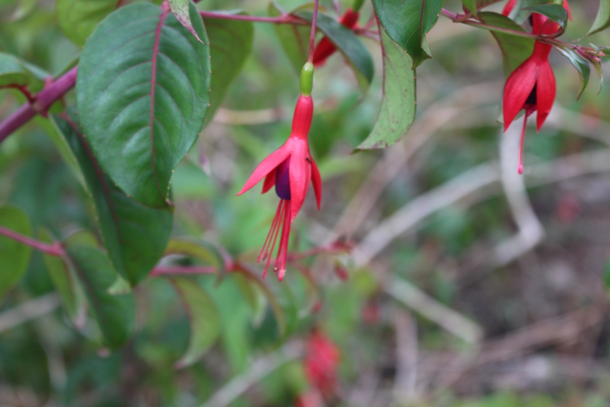 Fuchsia