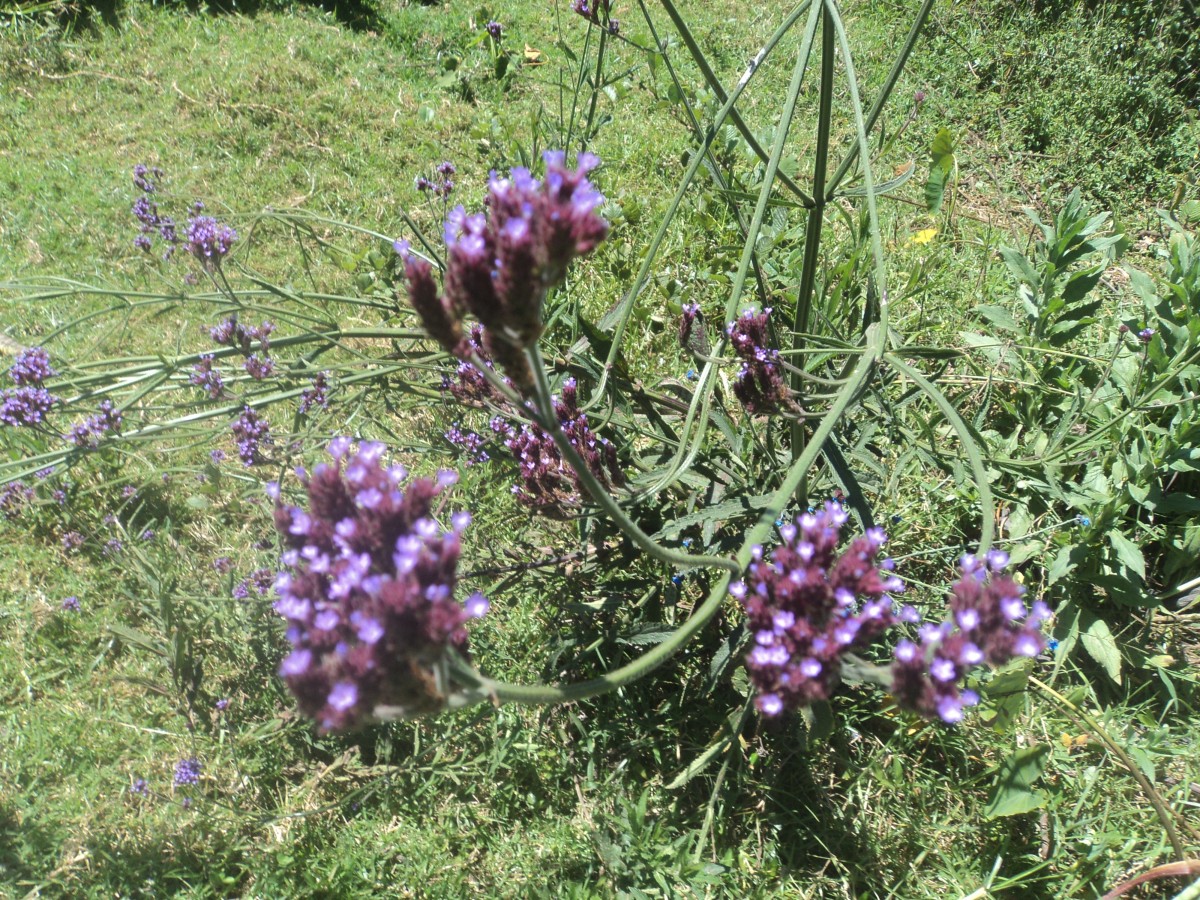 Verbena