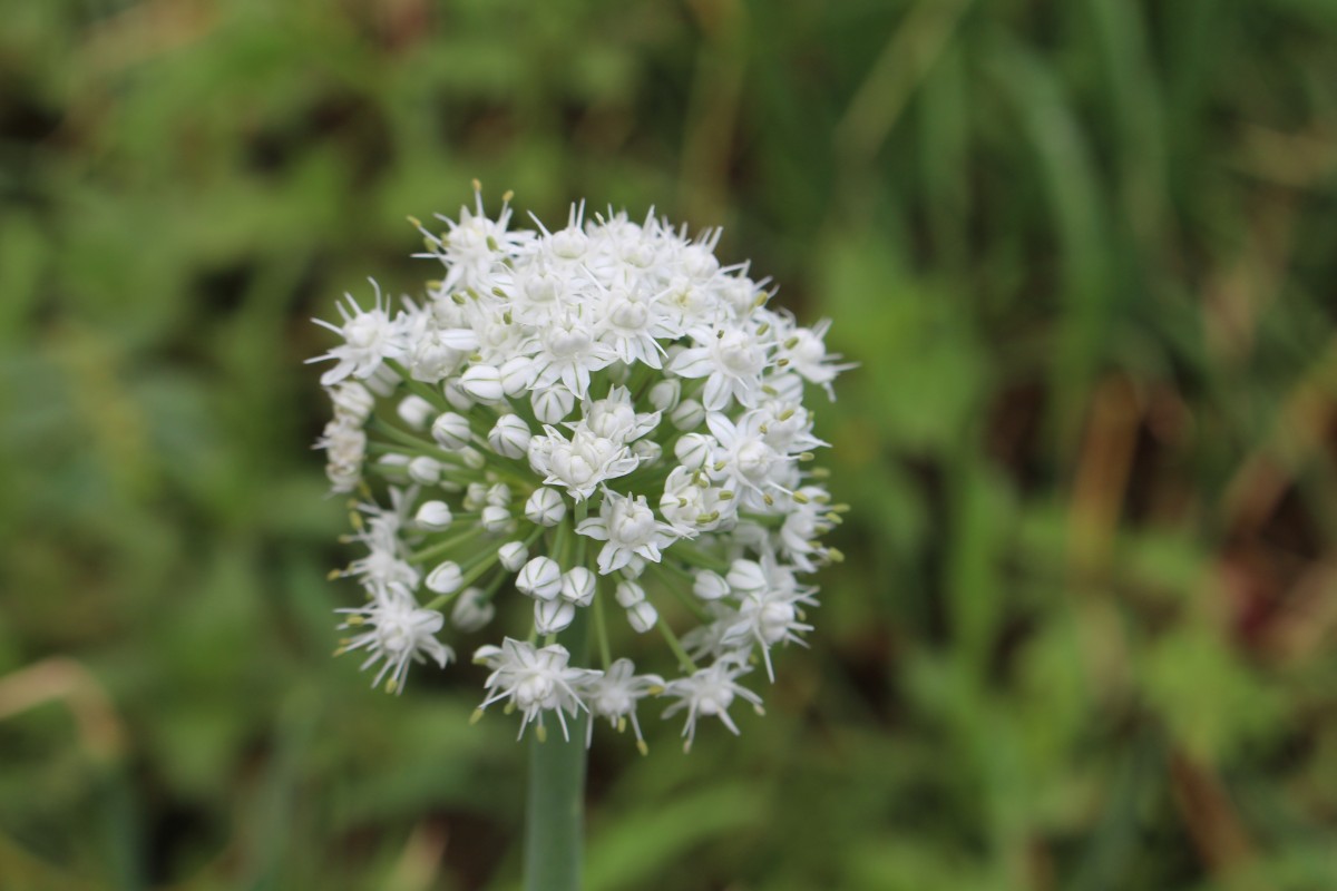 Allium