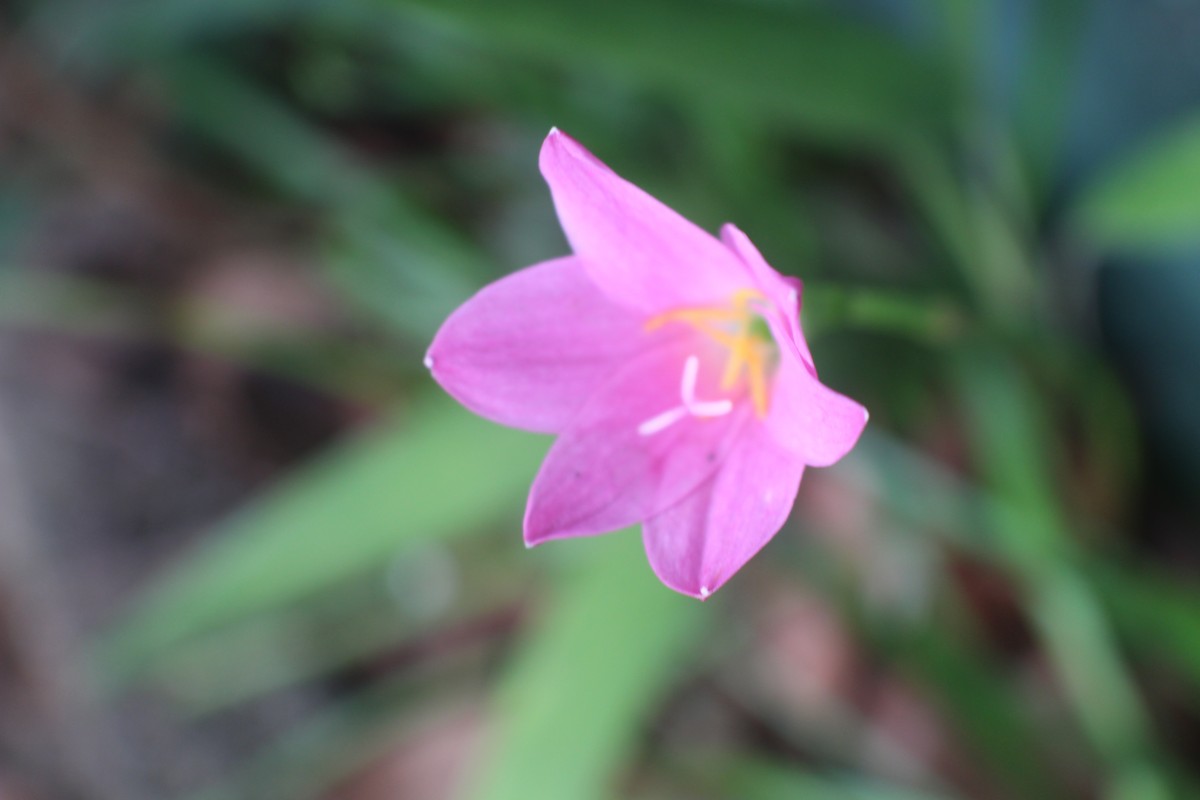 Zephyranthes