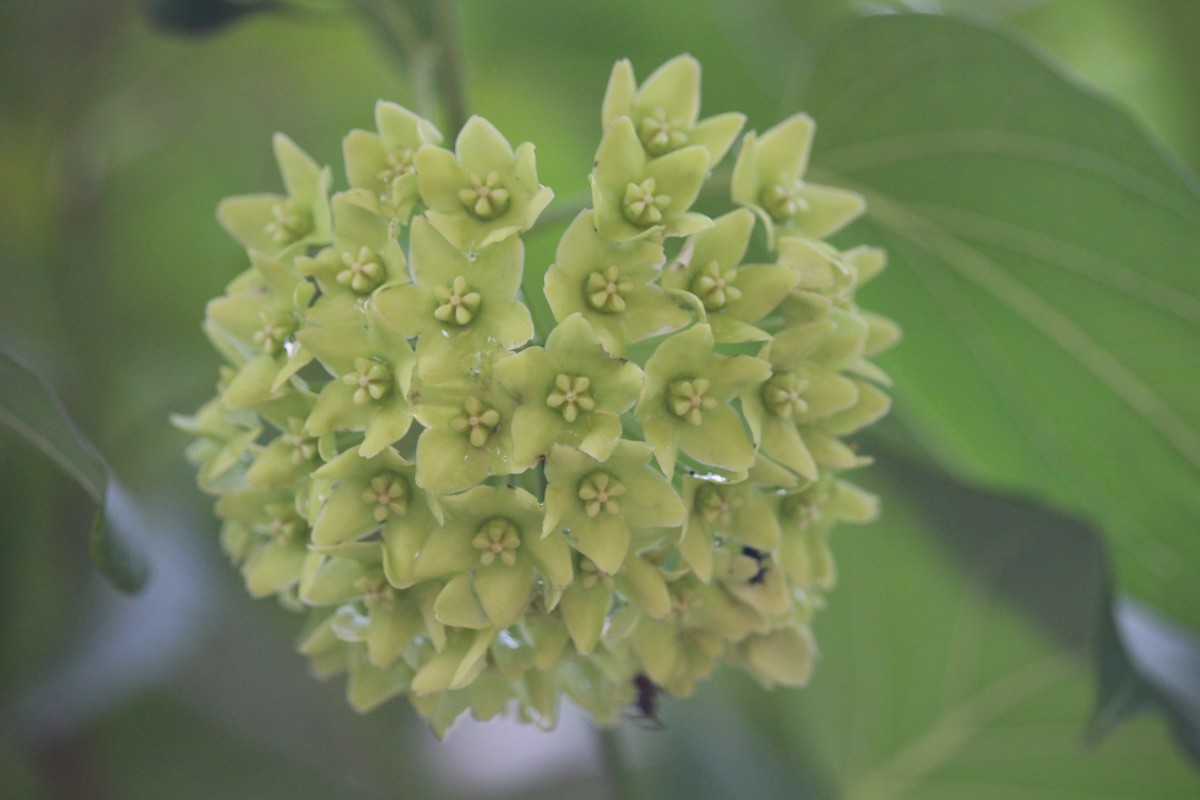 Stephanotis