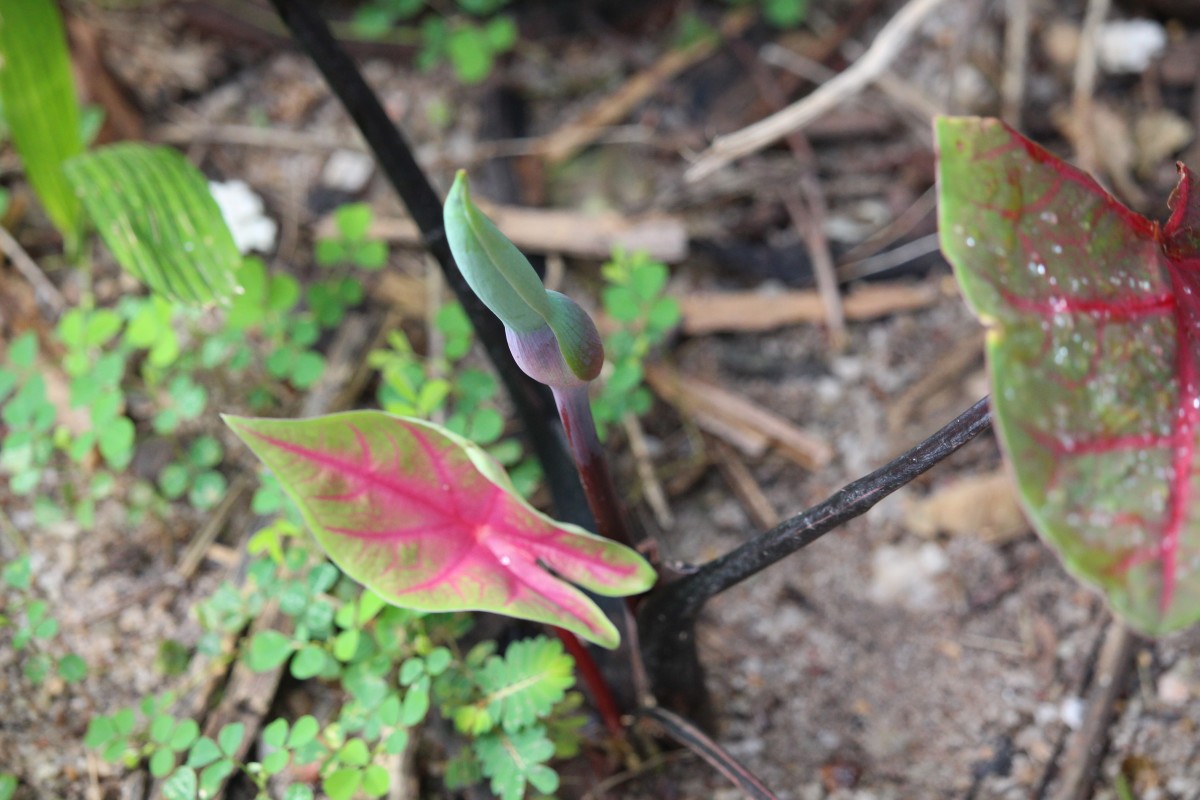 Caladium