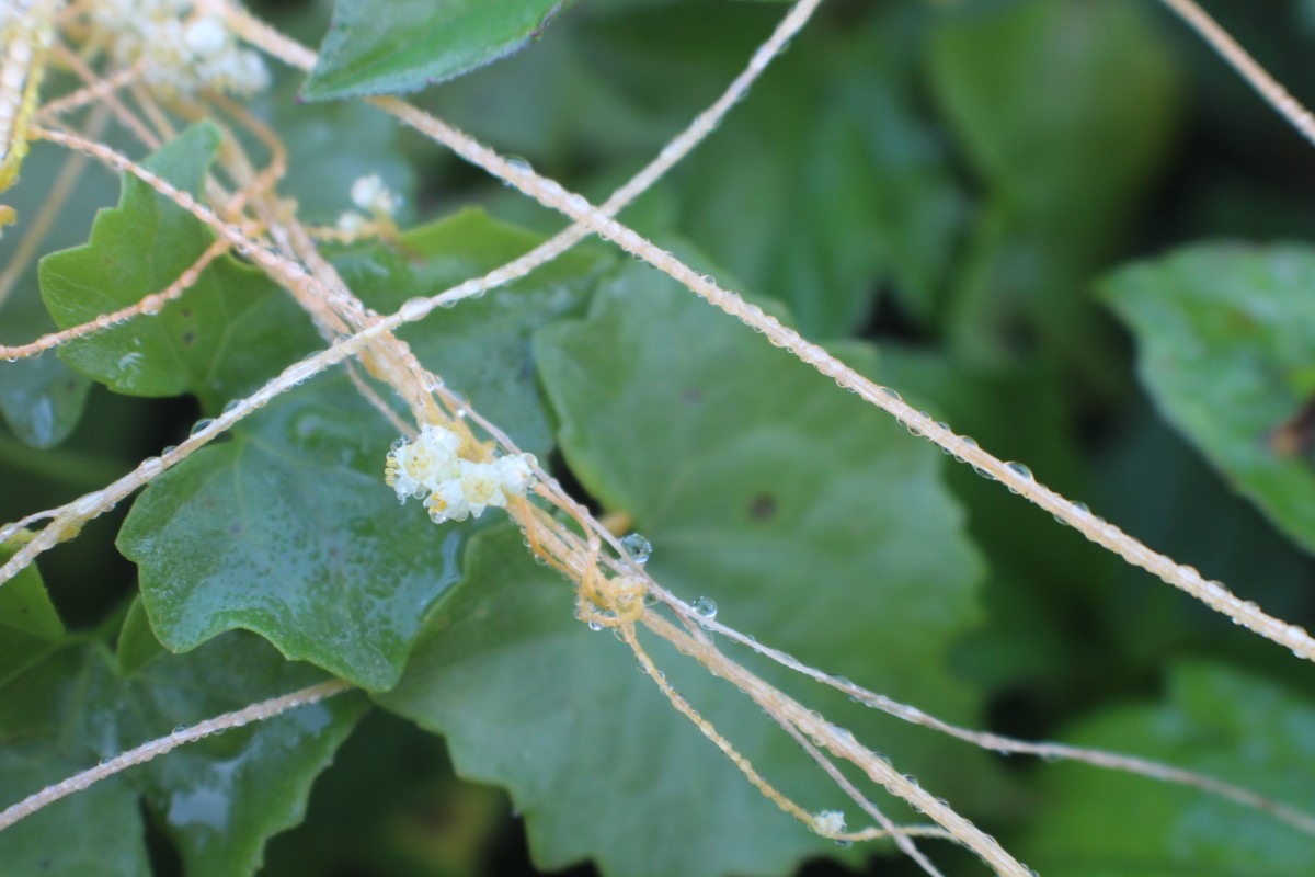 Cuscuta